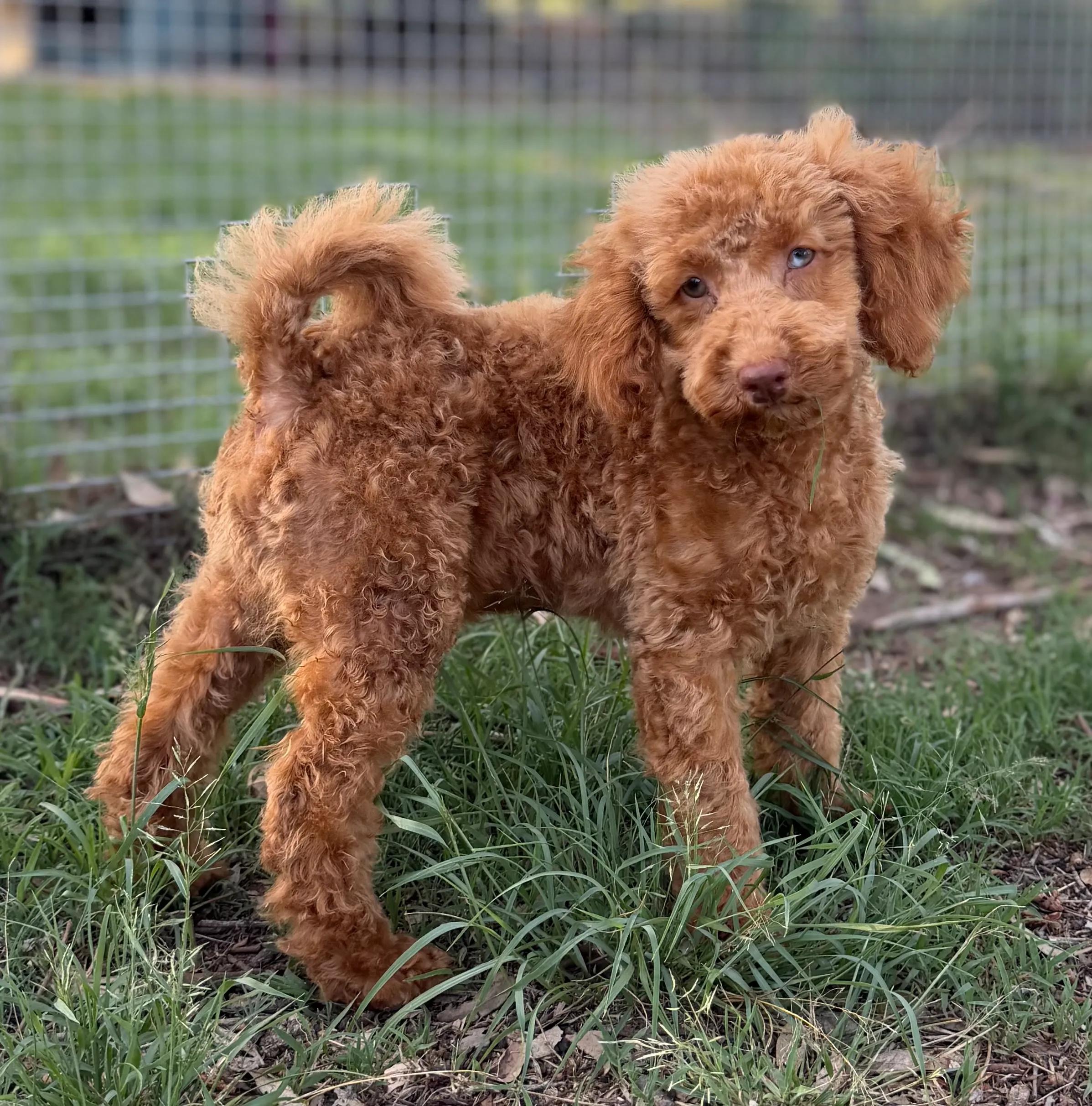 Low-Shedding Dog Alternatives To Cockapoos & Cavoodles In Queensland