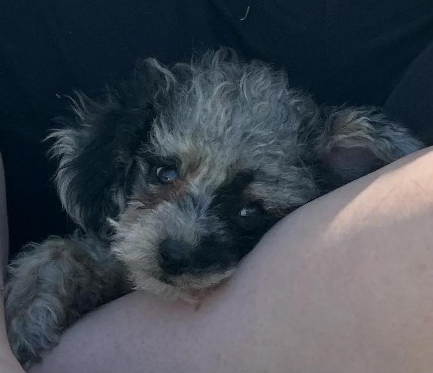 What to Know Before Buying Cavoodle Puppies Near Brisbane